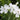 Phlox subulata 'White Delight' Polster-Flammenblume