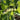 Polygonatum multiflorum Vielblütiger Salomonssiegel