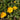 Potentilla crantzii Fingerkraut