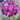 Primula beesiana Etagen-Primel