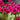 Primula japonica 'Millers Crimson' Japan-Etagen-Primel