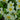 Primula vulgaris Stengellose Schlüsselblume