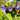 Pulmonaria dacica 'Blaues Meer' Schmalblättriges Lungenkraut