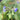 Pulmonaria dacica 'Mawson' Schmalblättriges Lungenkraut