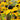 Rudbeckia triloba Oktober-Sonnenhut