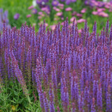 Salvia nemorosa 'Ostfriesland' Sommer-Salbei