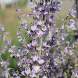 Salvia sclarea Muskateller-Salbei