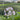 Saponaria officinalis Echtes Apotheker-Seifenkraut