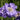 Scabiosa caucasica 'Stäfa' Garten-Skabiose