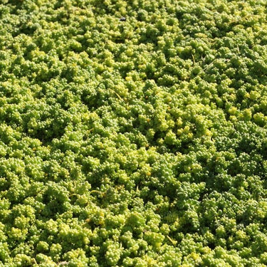 Sedum album 'Micranthum Chloroticum'  Mauerpfeffer
