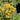 Sedum floriferum 'Weihenstephaner Gold' Gold-Fetthenne