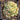 Sempervivum arachnoideum 'Minor' Spinnweb-Hauswurz