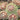 Sempervivum x hybr.'Hey Hey' Garten-Hauswurz