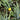 Sisyrinchium californicum Kalifornische Binsenlilie