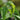 Smilacina racemosa Traubige Schattenblume