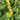 Solidago sphacelata 'Golden Fleece' Gefleckte Goldrute