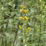 Solidago virgaurea Heimische Goldrute