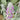 Stachys byzantina Wollziest