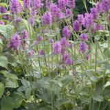 Stachys officinalis Heil-Ziest