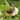Symphytum grandiflorum Kaukasus-Beinwell