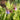 Symphytum grandiflorum 'Blaue Glocken' Garten-Beinwell