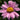 Tanacetum coccineum 'Robinsons Rosa' Bunte Margerite