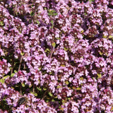 Thymus x citriodorus 'Doone Valley' Zitronen- Thymian
