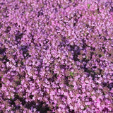 Thymus doerfleri 'Bressingham Seedling' Polster-Thymian