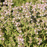 Thymus vulgaris 'Compactus' Gedrungener Garten-Thymian