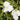 Tradescantia x anders.'Innocence' Garten-Dreimasterblume