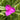 Tradescantia x anders.'Karminglut' Garten-Dreimasterblume