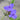 Tradescantia x anders.'Zwanenburg Blue' Garten-Dreimasterblume
