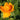Trollius asiaticus Sibirische Trollblume