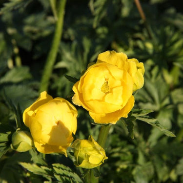 Trollius europaeus Garten-Trollblume