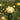 Trollius x cult.'Alabaster' Garten-Trollblume