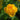 Trollius x cult.'Earliest of All' Garten-Trollblume