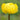 Trollius x cult.'Lemon Queen' Garten-Trollblume