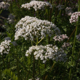 Valeriana officinalis Gemeiner Baldrian