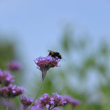 Verbena bonariensis Patagonisches Eisenkraut, Verbene
