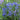 Veronica teucrium Büschel-Ehrenpreis
