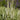 Veronica longifolia 'Schneeriesin' Garten-Ehrenpreis