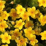 Waldsteinia ternata Dreiblatt-Golderdbeere