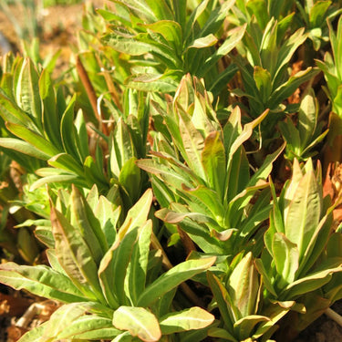 Euphorbia palustris Sumpf-Wolfsmilch