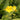 Mimulus luteus Gelbe Gauklerblume