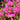 Primula rosea 'Gigas' Rosenprimel (Sumpfprimel)