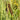 Typha laxmannii Rohrkolben