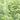 Athyrium filix-femina Heimischer Frauen-Farn