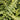 Dryopteris filix-mas 'Barnesii' Steiler Wurm-Farn