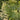Dryopteris wallichiana Nepal-Schwarzschuppen-Farn