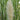 Cortaderia selloana 'Pumila' Kleines Pampasgras